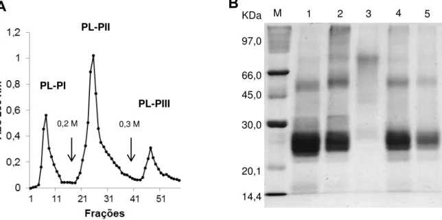 Figura  13  -  Perfil  cromatográfico  e  eletroforético  de  PL  e  frações  inibidas  com  iodoacetamida