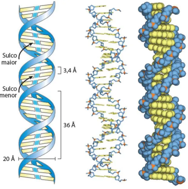 Figura 1 – Modelo de Watson-Crick para a estrutura do DNA. O modelo original proposto por Watson e  Crick tinha 10 pares de bases ou 34  Å (3,4nm) por volta da hélice; medidas subsequentes revelaram  10,5  pares  de  bases  ou  36  Å (3,6nm)