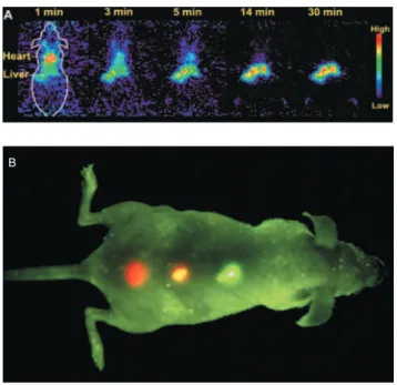 Figura 9: Marca¸c˜ao de processos biol´ogicos com PQs permite observar minuto a minuto as atividades das c´elulas cancerosas [27].