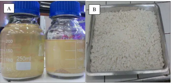 Figura  4  -  [A]  Líquido  sobrenadante  de  fermentação  do  amido  [B]  Amido  fermentado  separado para secagem 