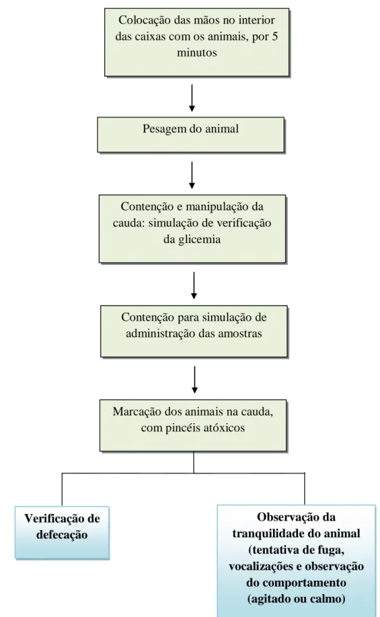 FIGURA  5  -  Sequência  de  procedimentos  executados  diariamente  durante  o  período  de  adaptação (10-12 dias) dos animais para posterior realização dos experimentos