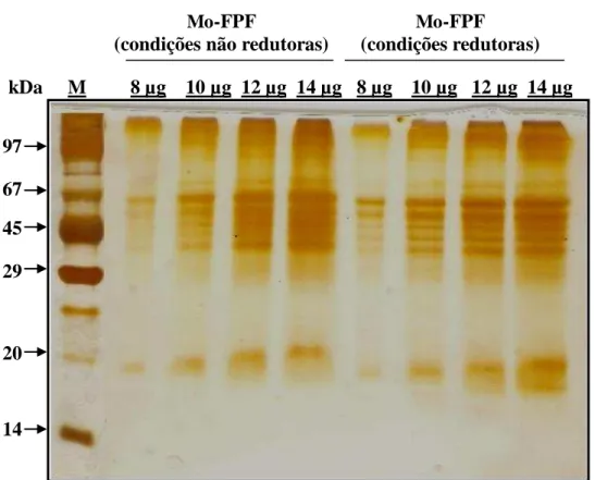 FIGURA 7  –  Perfil da eletroforese em gel de poliacrilamida (12,5%) na presença de SDS da  fração  proteica  de  folhas  de  Moringa  oleifera  ( Mo -FPF),  obtida  por  precipitação  do  extrato  total  com  sulfato  de  amônio  (0- 90%), na ausência e p