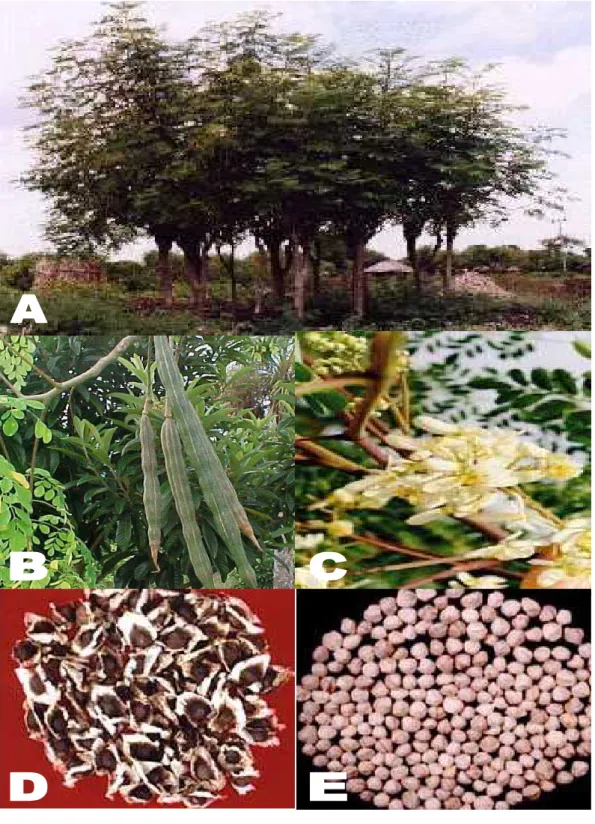 FIGURA 1  ─  Planta e partes da planta de Moringa oleifera L. A) planta adulta; B)  vagens; C) flores; D) sementes com casca e E) sementes sem casca