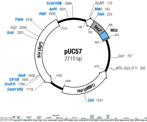 FIGURA 02 – Mapa de restrição do vetor pUC57. No detalhe a seqüência nucleotídica  do seu sítio múltiplo de clonagem (MCS) mostrando as enzimas de  restrição que podem ser usadas e seu respectivo local de corte