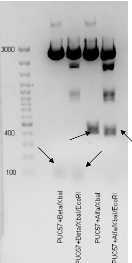 TABELA 02 - Quantificação do DNA plasmidial extraídos de  E. coli  TOP10  transformadas com os vetores pUC57α e pUC57β 
