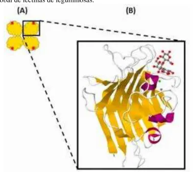 Figura 2 – Estrutura global de lectinas de leguminosas. 