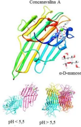 Figura 4 – Oligomerização dependente de pH da lectina de Canavalia ensiformis. 