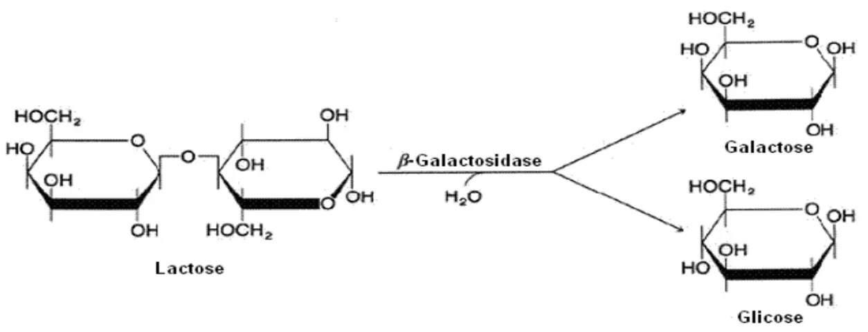 Figura 1- Reação de hidrólise enzimática de lactose através do uso de  -galactosidase  (Vieira, 2009)