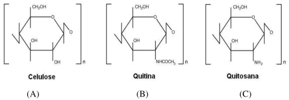 Figura 5 - Estrutura dos biopolímeros celulose, quitina e quitosana (BERGER et al.,  2004) 