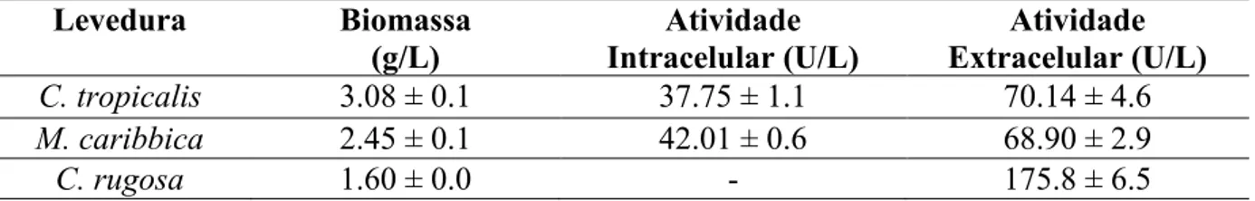 Tabela 9  –  Lipase produzida por C. tropicalis, M. caribbica e  C. rugosa em meio de cultura  sintético com adição de vitaminas a 30 ºC e pH inicial 6,0  