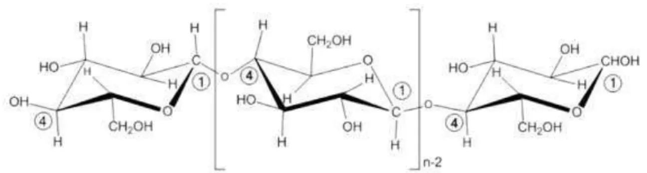 Figura 2.1 Estrutura da molécula de celulose. 
