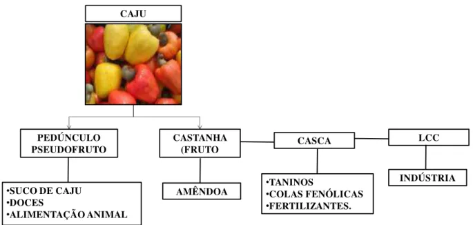 Figura 2.3 Produtos derivados da agroindústria do caju. 