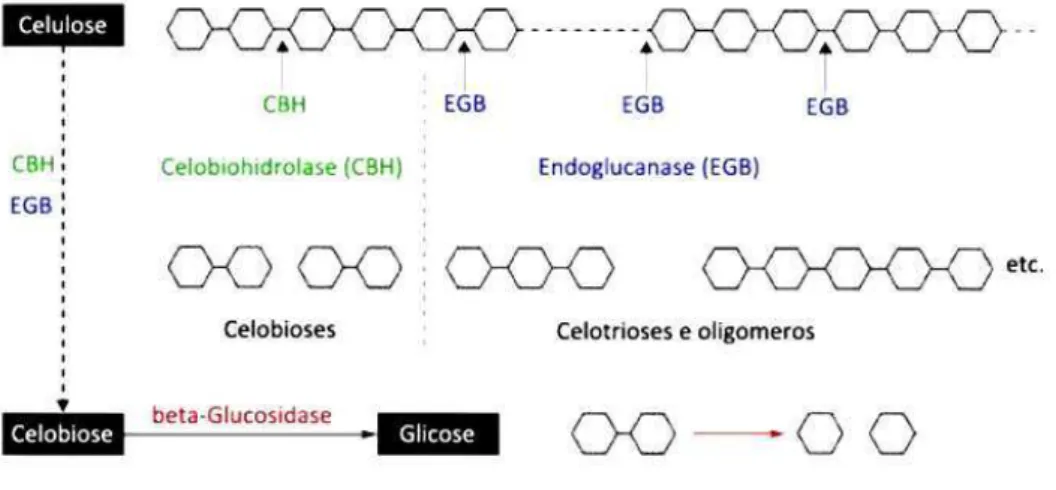 Figura  2.4  Representação  esquemática  da  ação  catalítica  do  complexo  enzimático  celulase  sobre celulose com geração de glicose 