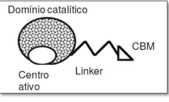 Figura 8 - Representação esquemática dos  domínios catalíticos em celulases 