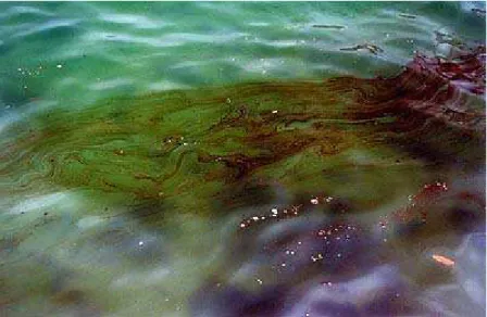 Figura 2.1: Mancha de petróleo em um derramamento no mar (Crapez et al., 2002). 