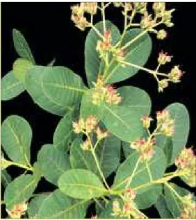 Figura 2.10: Detalhe das folhas e flores do Cajueiro da família Anacardiaceae e do gênero  Anacardium, espécie Anacardium occidentale L