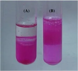 Figura 4.10: Cristais do biossurfactante produzido por P. aeruginosa ATCC 10145 em  CAJNP, recuperado após acidificação do meio livre de células