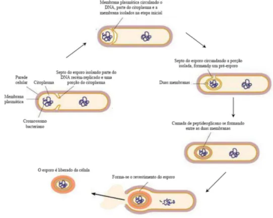 Figura 4 - Processo de esporulação de Bacillus sp. (Tortora et al., 2005). 