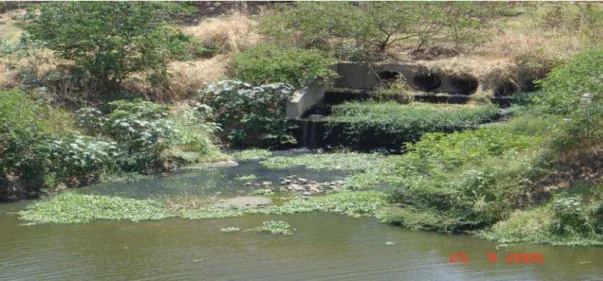 Figura 1 – Lançamento de esgotos diretamente no rio e proliferação de aguapés  (Fonte: SEMAR-PI)