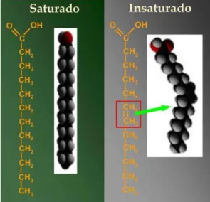 Figura 1 - Estrutura química de moléculas de ácidos graxos. 