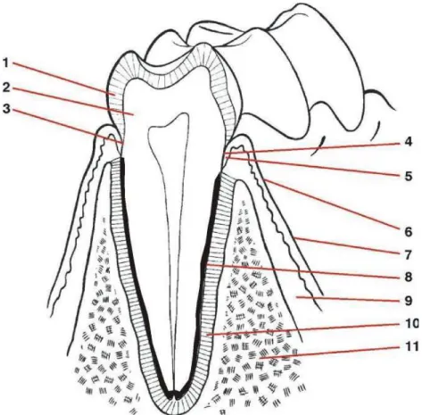Figura 1. Desenho esquemático do dente e do periodonto.  