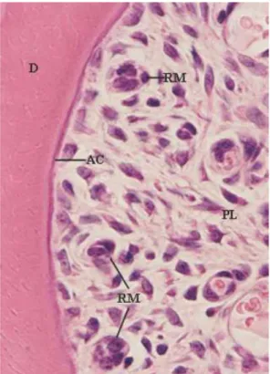 Figura 2. Fotomicrografia do tecido periodontal para visualização dos restos epiteliais de Malassez  (REM)