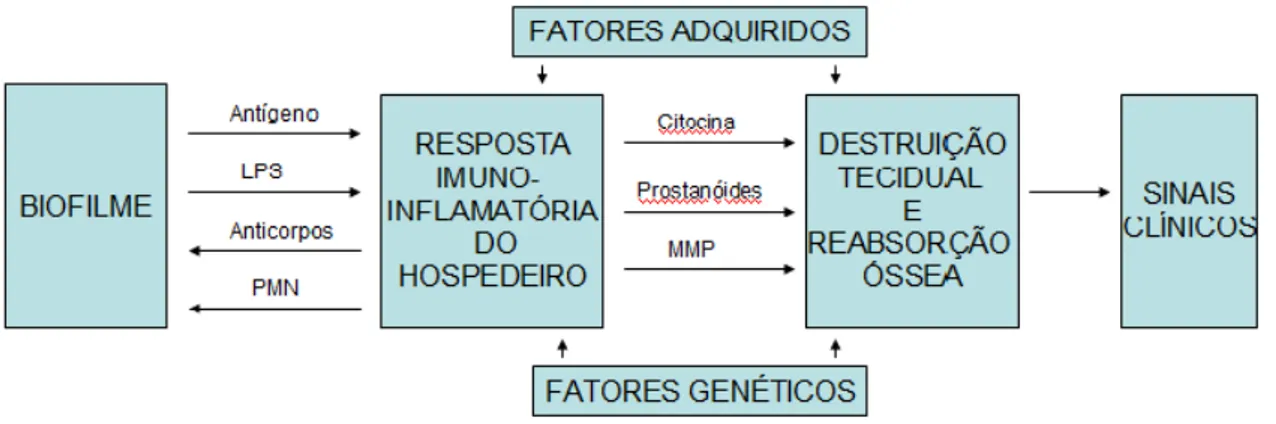 Figura 3. Fatores que contribuem para a patogênese da doença periodontal.  