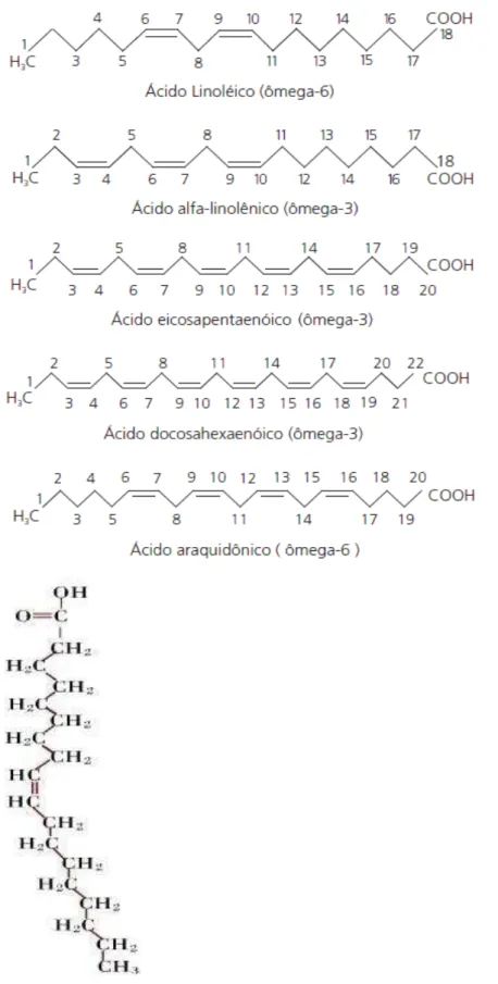 Figura 1. Estrutura dos ácidos graxos ωγ e ω6. Adaptado de PERINI et al. (2010). 