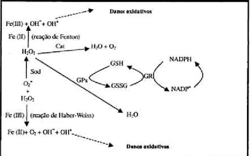 Figura 1 – Mecanismo de ação dos sistemas de proteção enzimático. 