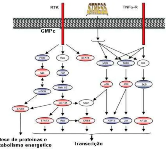 Figura  2.  Desenho  esquemático  da  ligação  entre  as  principais  proteinas  quinases