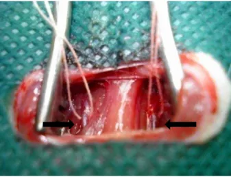 Figura  5:  Dissecção  da  artéria  carótida  comum  bilateral  de  rato  e  isoladas  com  fio  de  algodão  para colocação das pinças (setas)