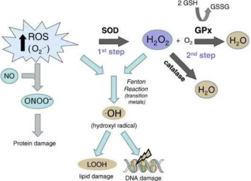 Figura  3.  GPx  (glutationa  peroxidase)  GR  (glutationa  redutase)  GSH  (glutationa  reduzida) GSSG (glutationa oxidada)