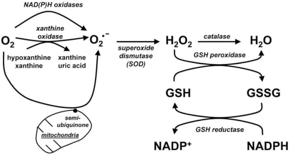 FIGURA 5- Produção das ROS e Sistema Antioxidante 