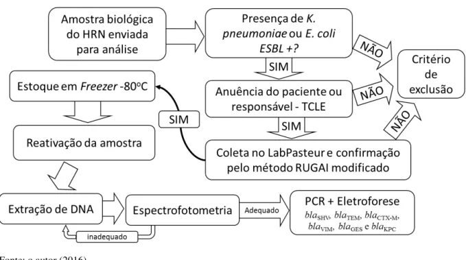 Figura 6  –  Percurso metodológico do estudo in vitro 