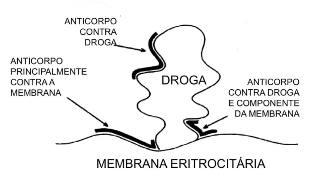 Figura 1. Representação da hipótese unificadora de reações por anticorpos droga-induzidos