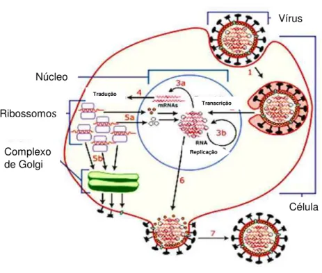Figura 4 - Ciclo de Replicação do HBV.