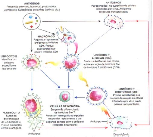 Figura 5 - Esquema do modo de ação dos componentes do Sistema Imune.