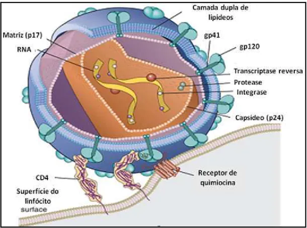 Figura 3. Infecção das células pelo HIV-1 (Adaptado de ABBAS et al., 2008).