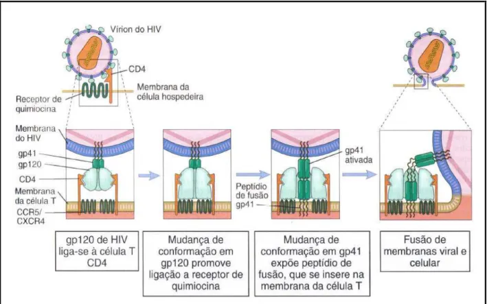 Figura 4. Mecanismo de entrada do HIV na célula (Adaptado de ABBAS et al., 2008).