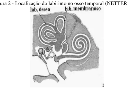Figura 2 - Localização do labirinto no osso temporal (NETTER, 1998) 