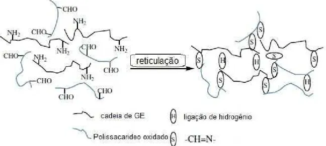 Figura 6 – Reticulação via base de Schiff entre GE e o polissacarídeo oxidado (YU E XIAO,  2008)