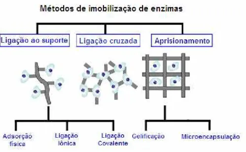 Figura 2.6: Esquema de enzimas imobilizadas empregando diferentes métodos. 