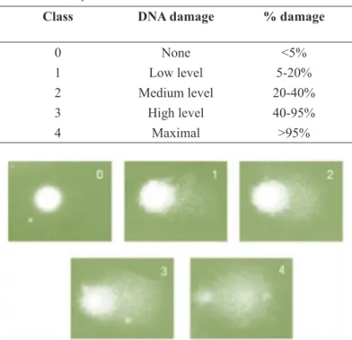 TABLE 1 –  Damage index is given by the formula DI = (0 x  n0) + (1 x n1) + (2 x n2) + (3 x n3) + (4 x n4), where n is the number of  comets of the respective classes.