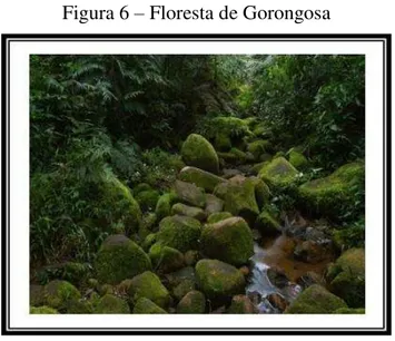 Figura 6 – Floresta de Gorongosa                                                                                                              Fonte:  &lt;http://www.gorongosa.org/sites/default/files/styles/galleryformatter_slide/public/mozambique_2012_1819
