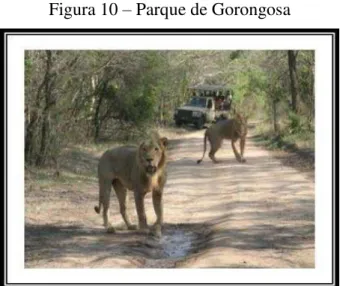 Figura 10 – Parque de Gorongosa 