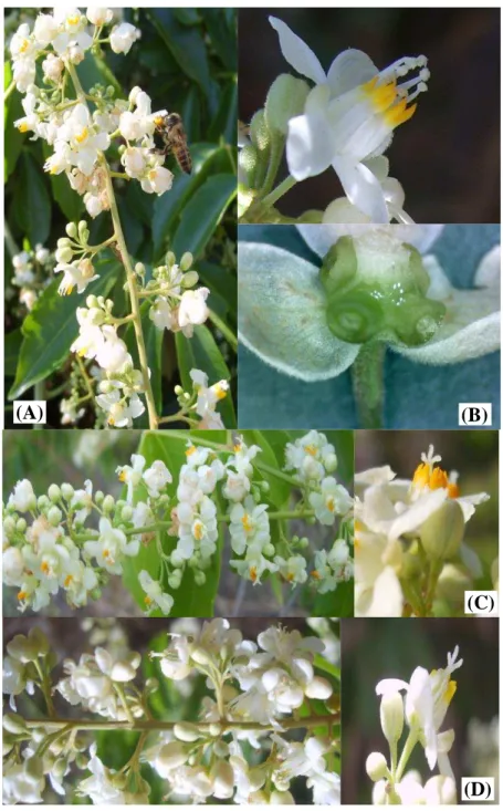 Figura  05.  Detalhe  (A)  da  Inflorescência  na  fase  díclina  com  flores  masculinas,  (B)  Flor  unissexual  masculina  e  nectários,  (C)  Inflorescência  na  fase  monóclina  I  e  flor  hermafrodita  e  (D)  Inflorescência  na  fase  monóclina  II