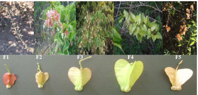 Figura 11. Detalhe dos estádios de desenvolvimento do fruto de cipó - uva ( Serjania lethalis ) em Santana  do Cariri