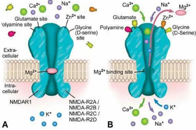 Figura 3. Ilustracao do receptor de glutamato do tipo NMDA. 