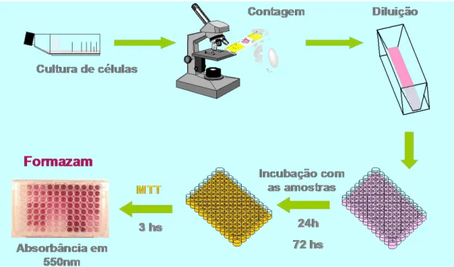 Figura  9  –   Avaliação  do  potencial  citotóxico  de  substâncias  em  células  tumorais  pelo  método do MTT