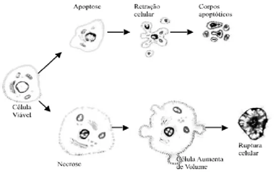 Figura 4- Características morfológicas da apoptose e da necrose.  